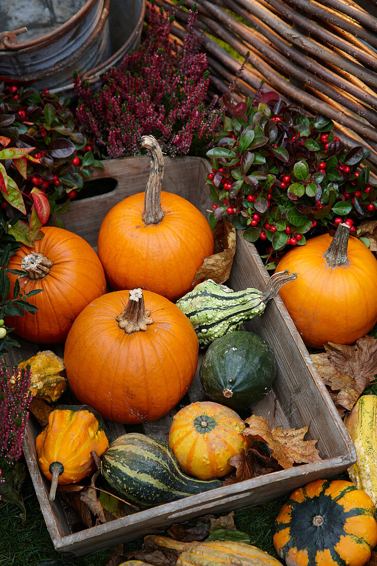 Pumpkins and gourds assortment