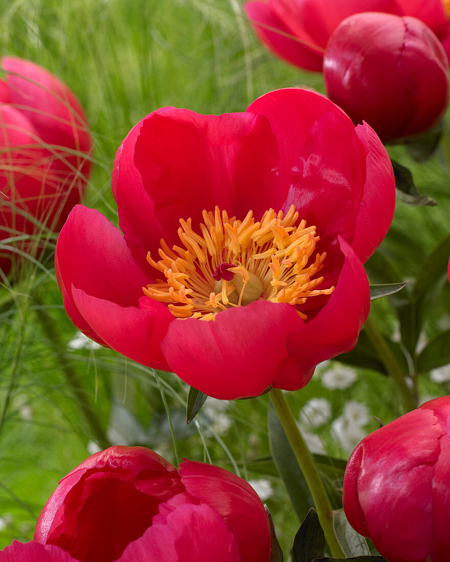 Paeonia Flame