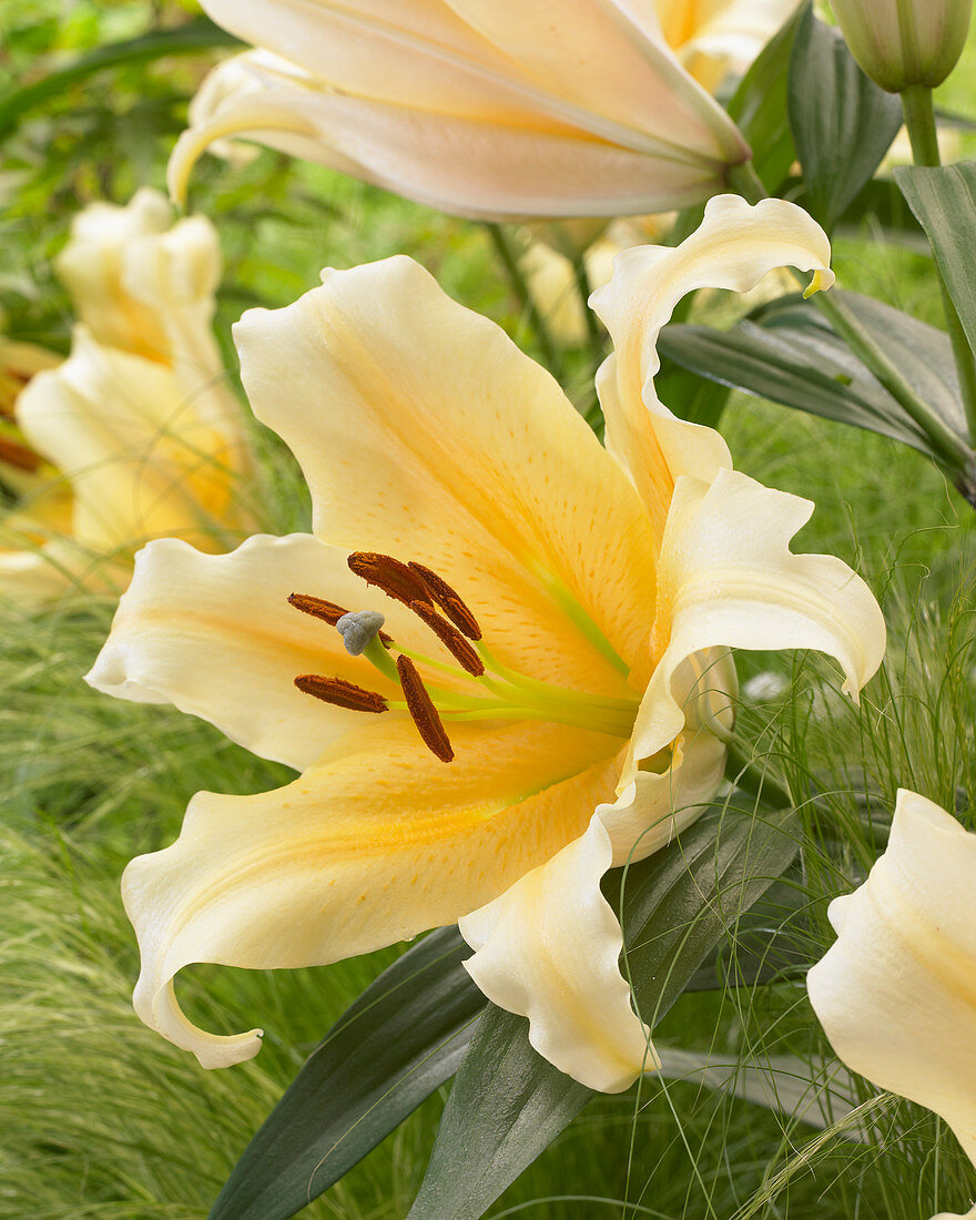 Lilium Zirconia