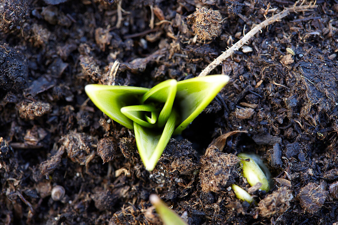 Emerging bulb