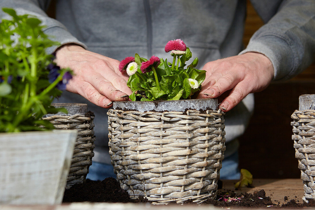 Planting English daisies