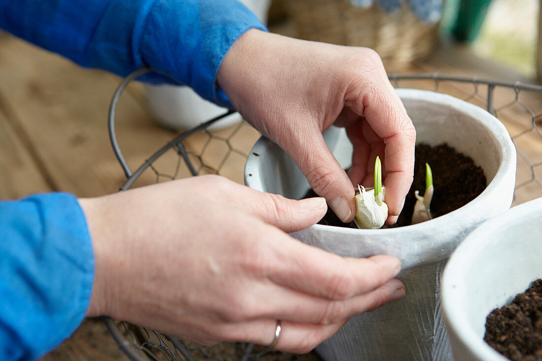 Planting garlic