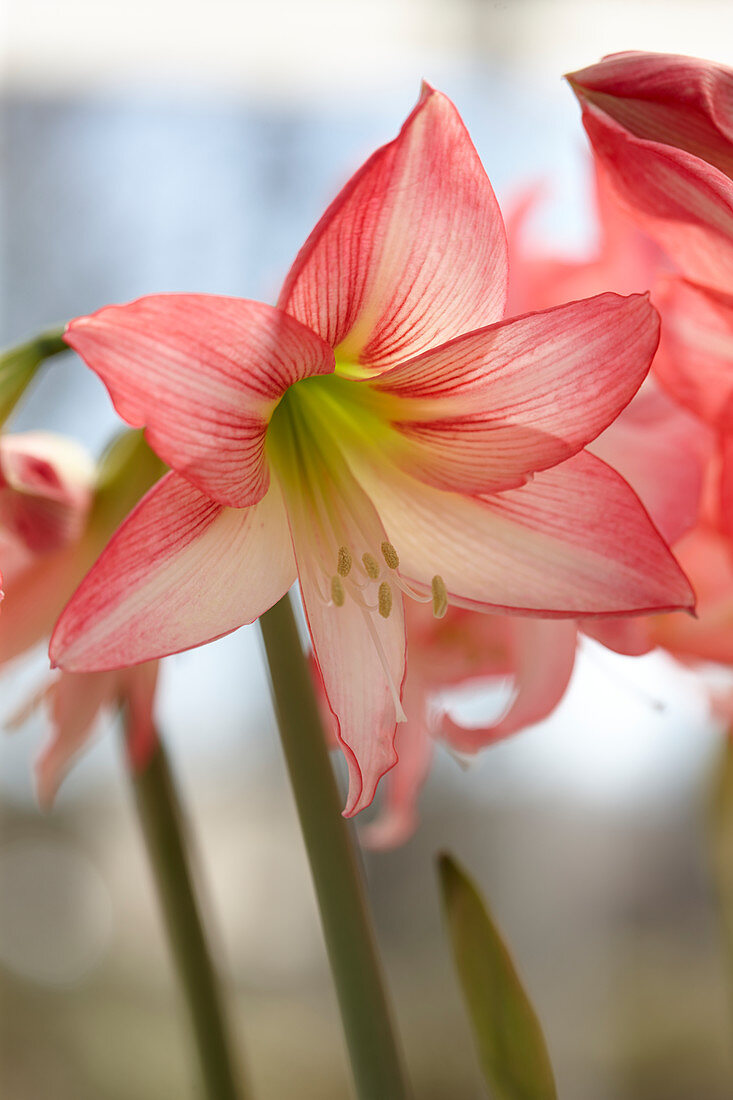 Hippeastrum Lollypop ®