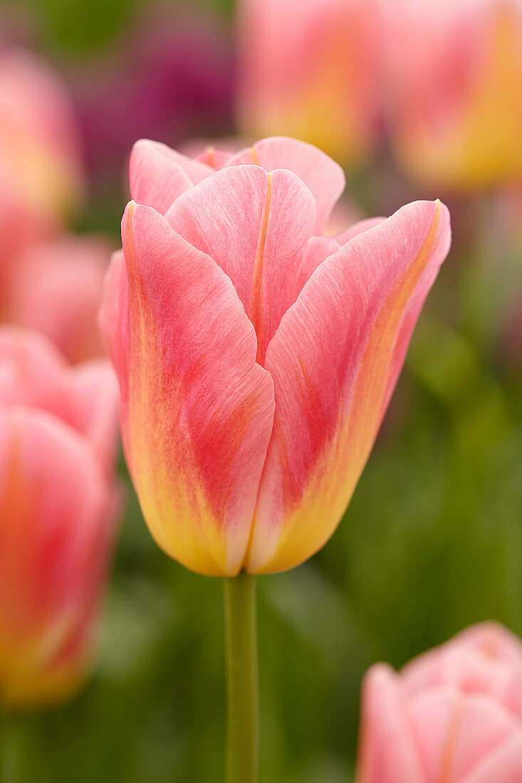 Tulipa 'Tom Pouce'