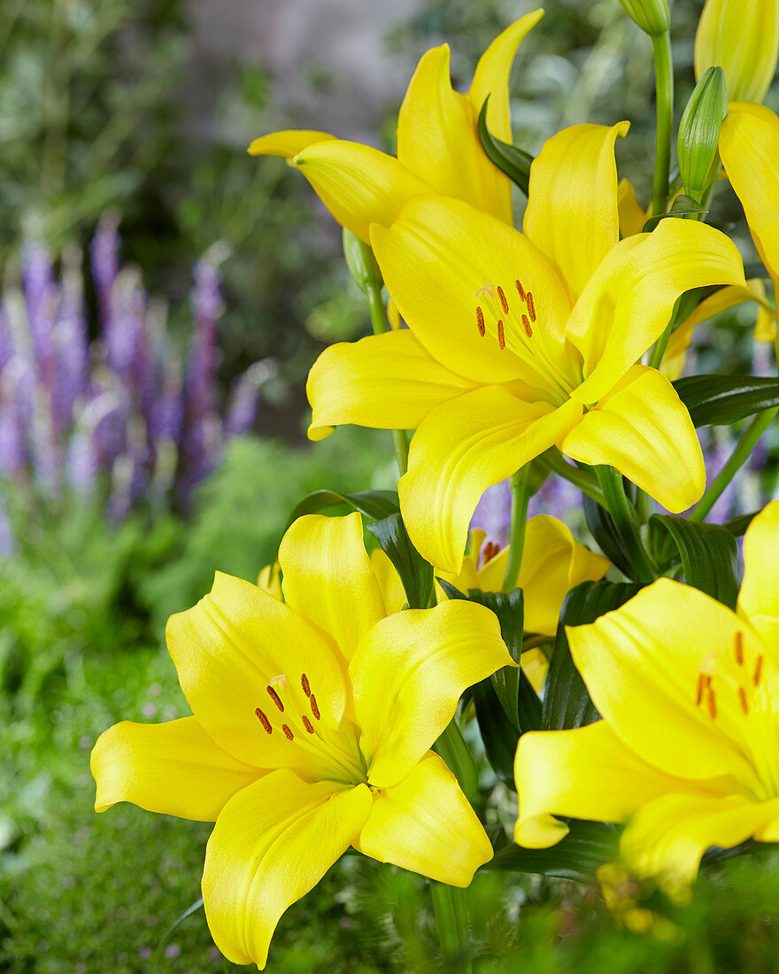 Lilium 'Beau Soleil'