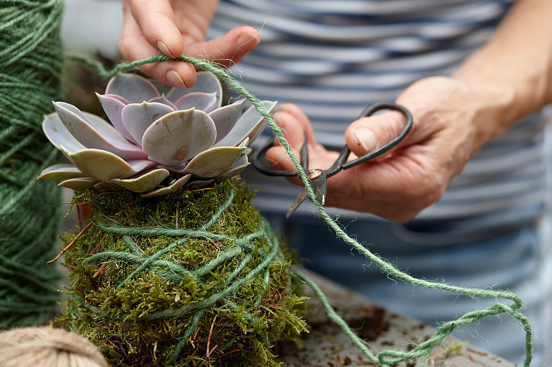 Making kokedama