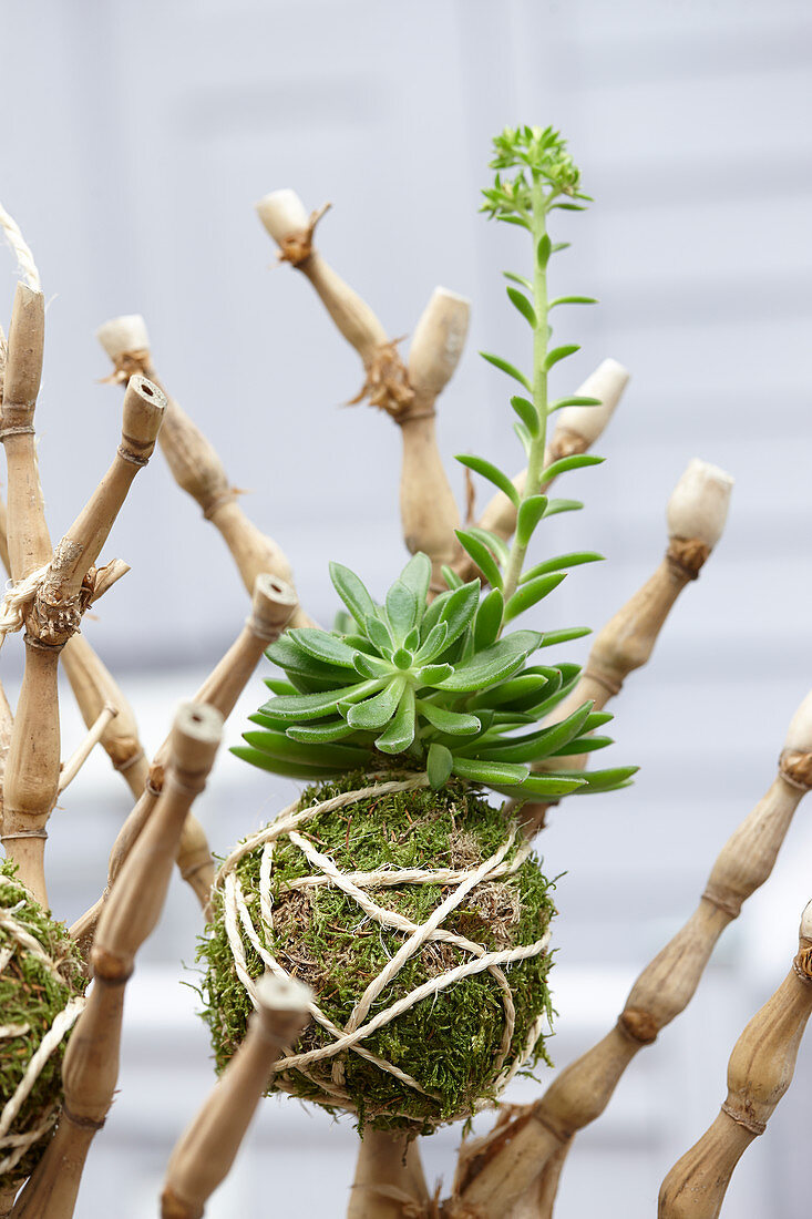 Succulent kokedama ball