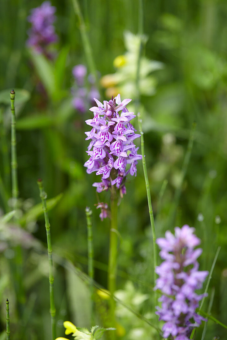 Dactylorhiza maculata