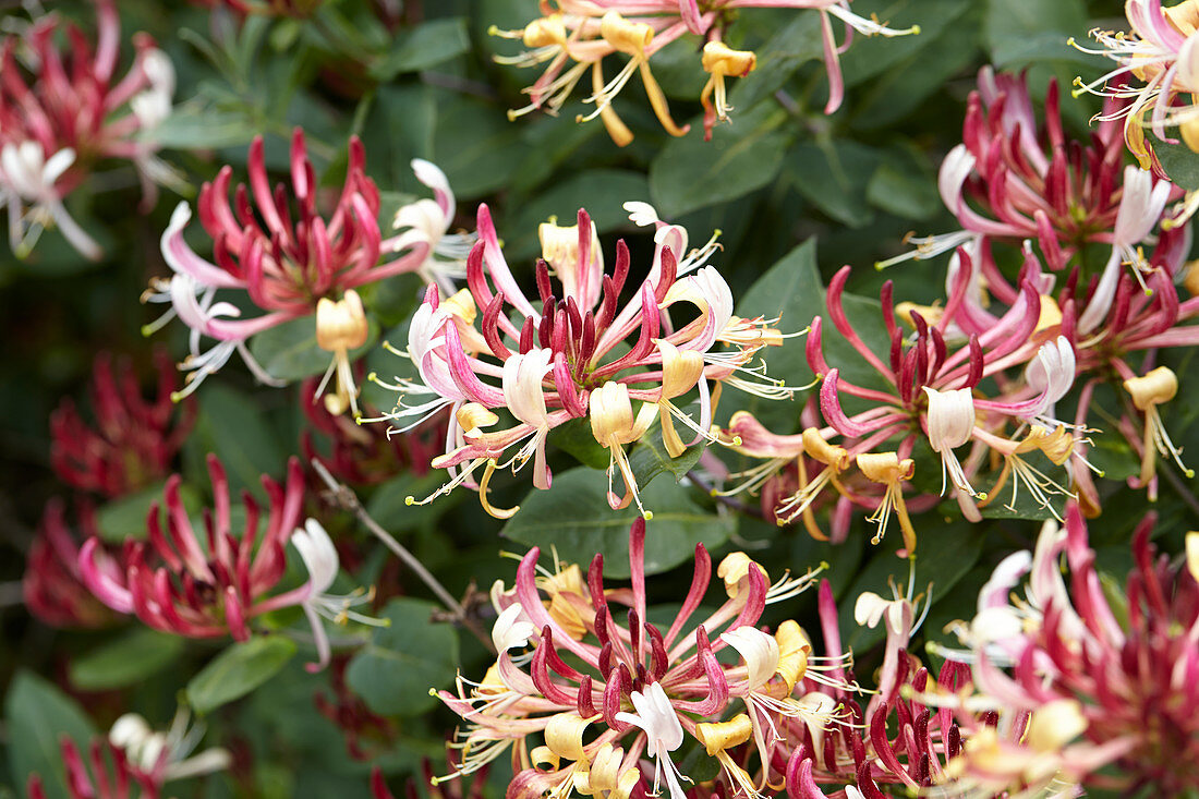 Lonicera