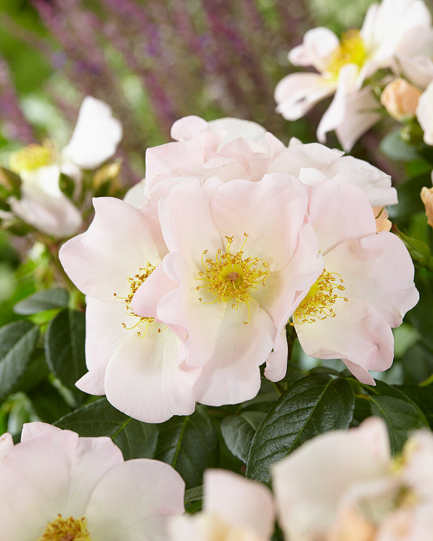 Rosa 'Sally Holmes'®