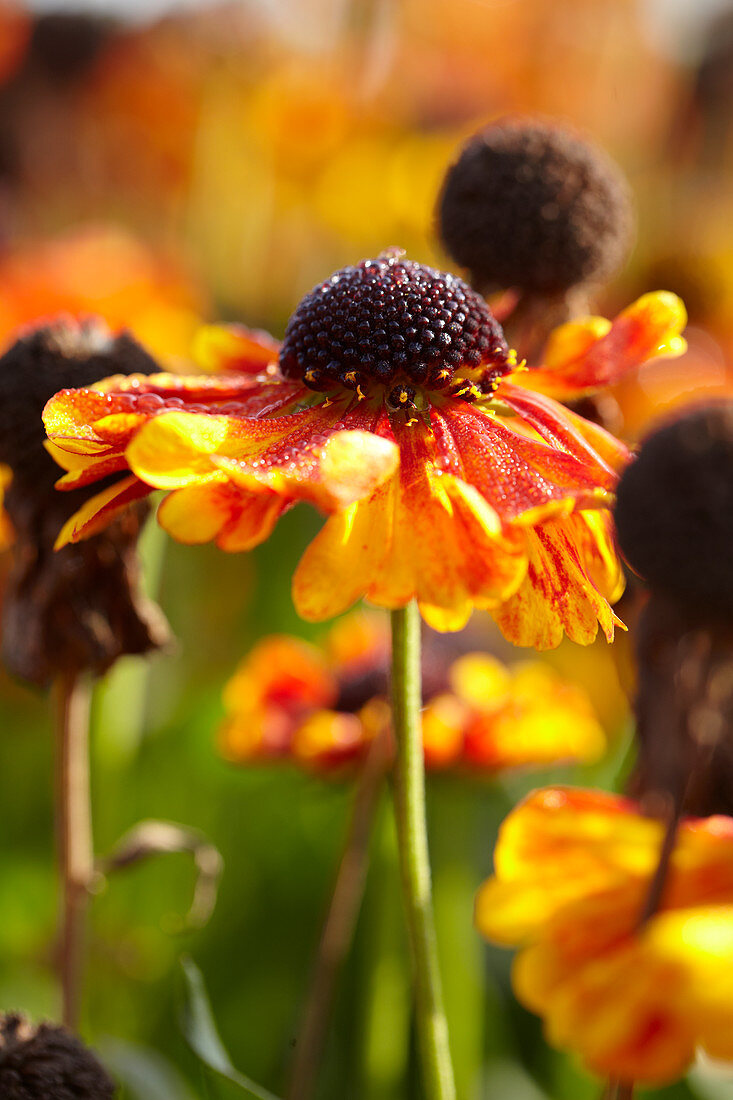 Helenium