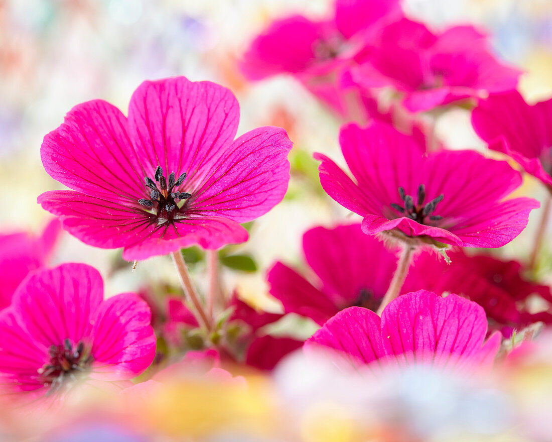 Geranium 'Jolly Jewel Red' ®