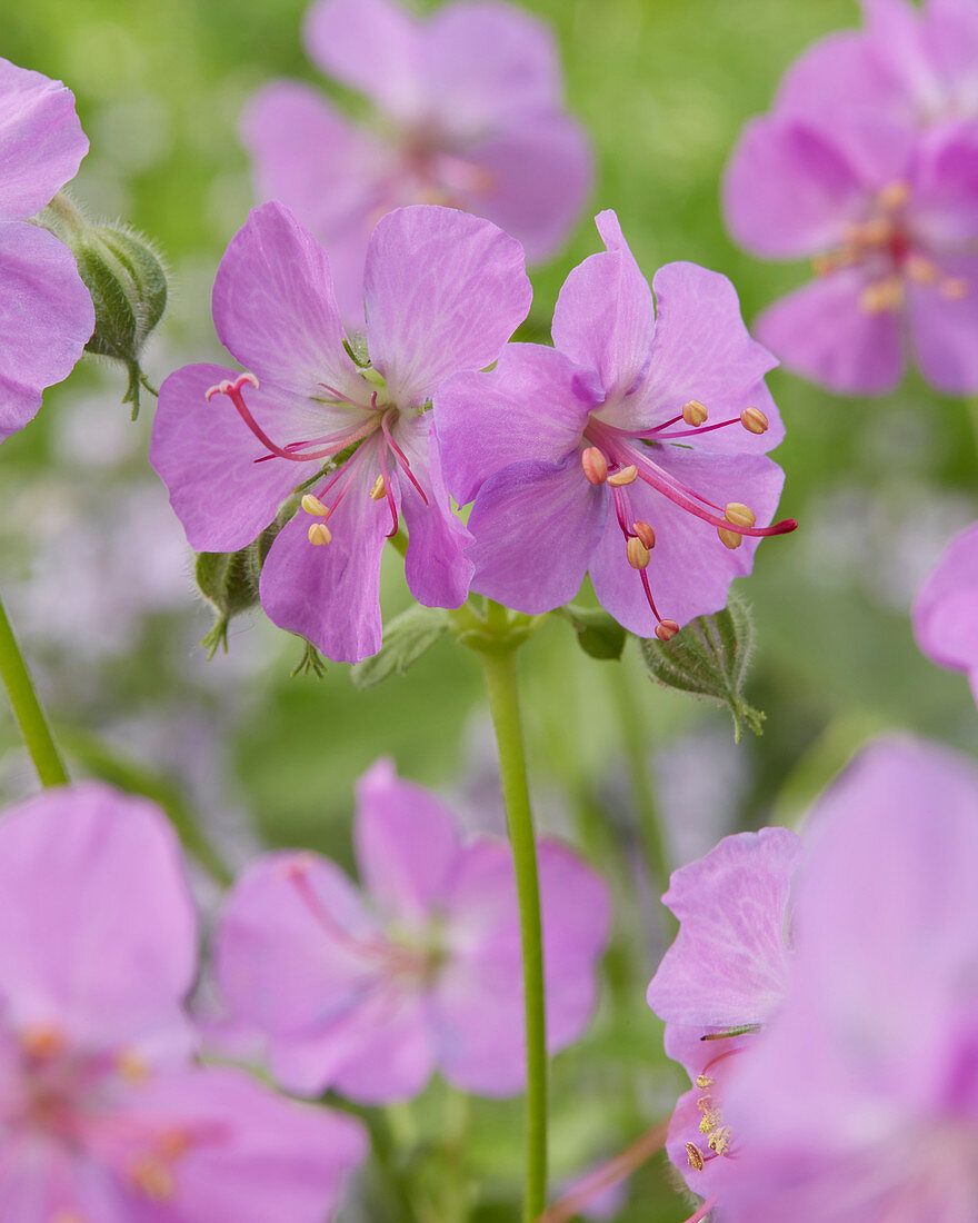 Geranium x cantabrigiense 'Cambridge'