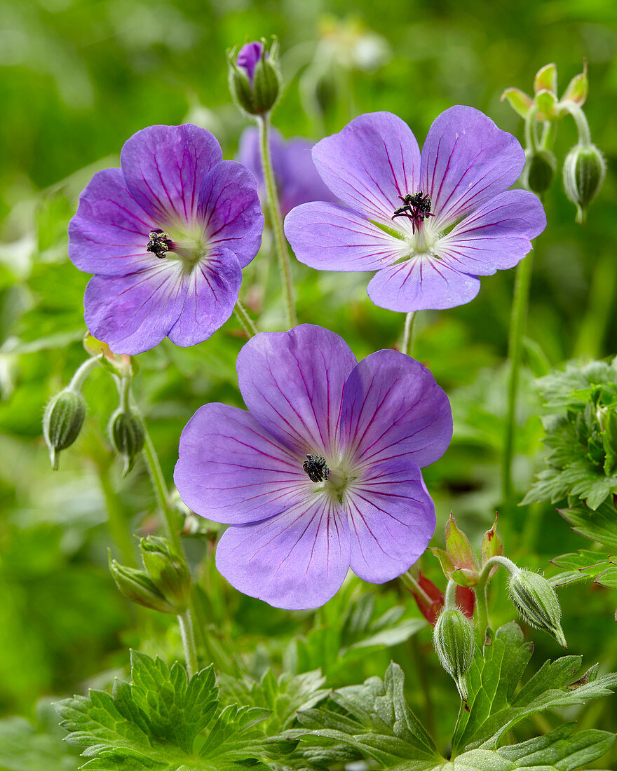 Geranium Rozanne