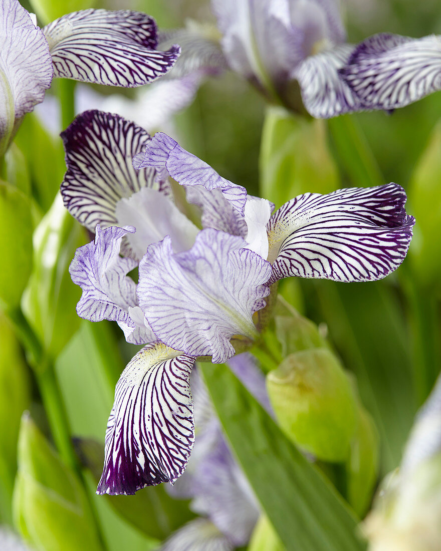 Iris B&T intermedia Variegata reginae