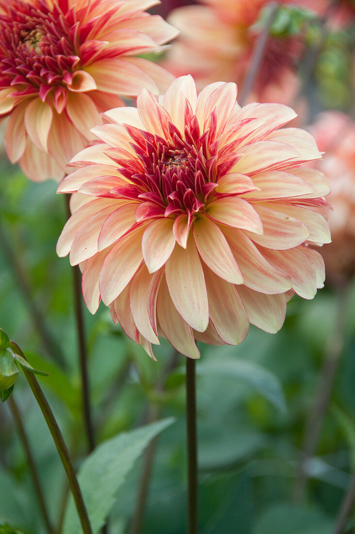 Dahlia Irish Pinwheel