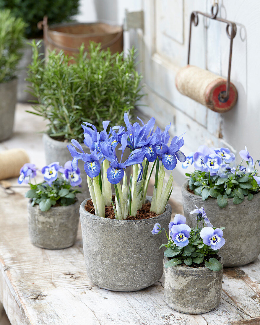 Iris histrioides Lady Beatrix Stanley