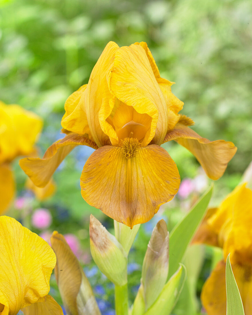 Iris germanica Bronzaire