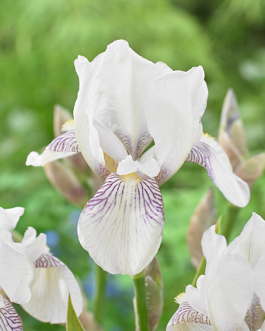 Iris germanica 'Mrs Horace Darwin'