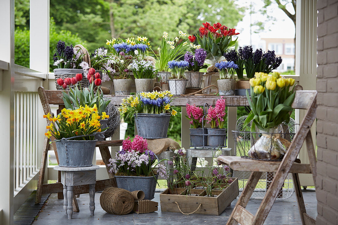 Arrangement mit Frühlingsblumen in Töpfen