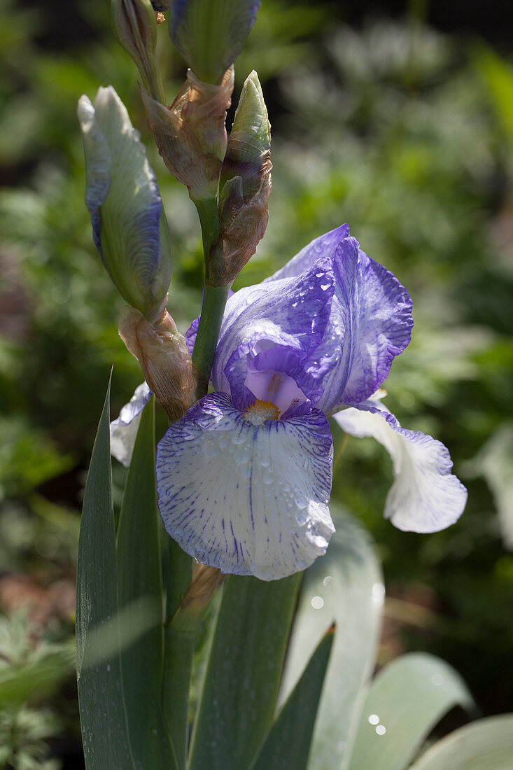Iris germanica 'Snow Tracery'