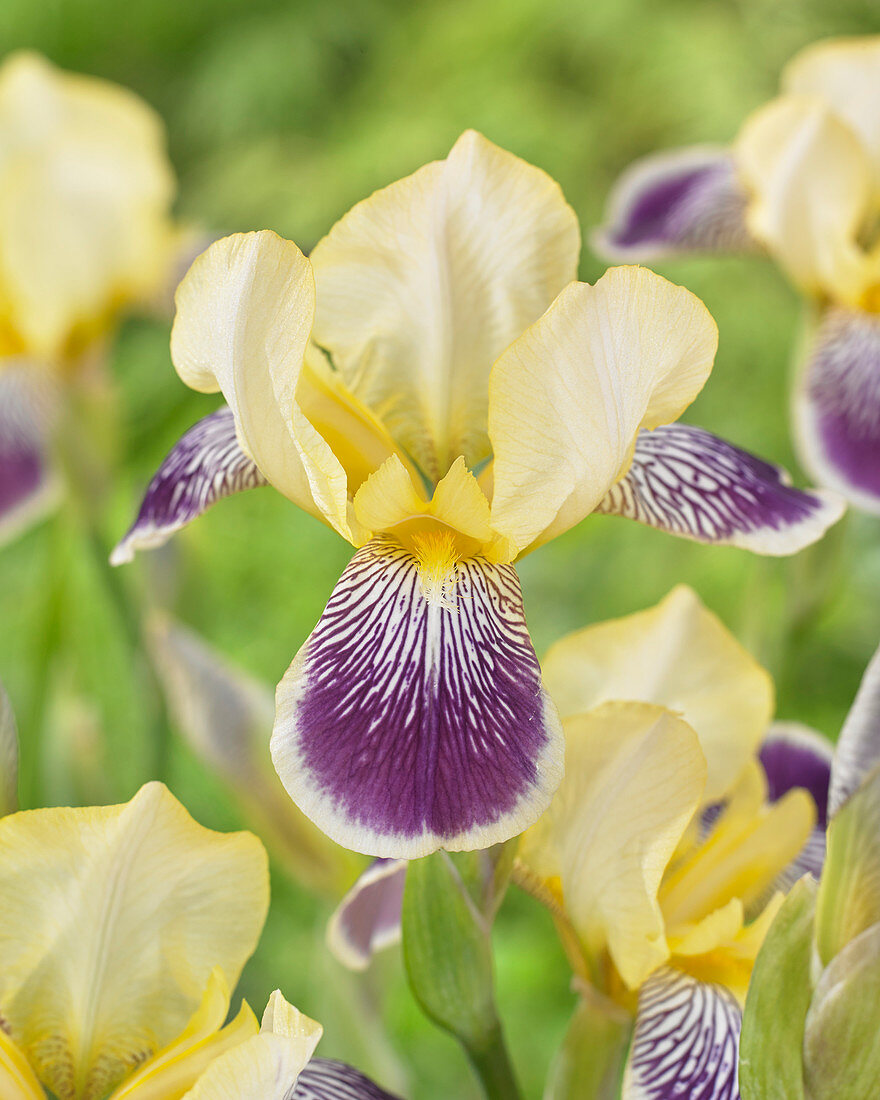 Iris germanica 'Nibelungen'