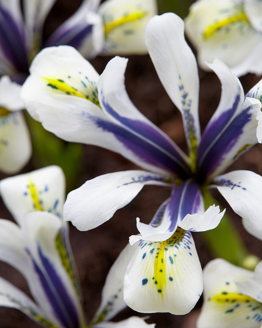 Iris reticulata 'Eye Catcher'