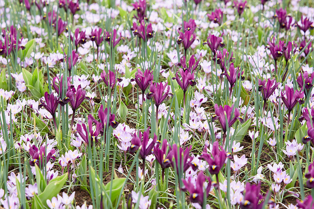 Crocus sieberi 'Spring Beauty®', Iris reticulata 'Purple Hill ®'