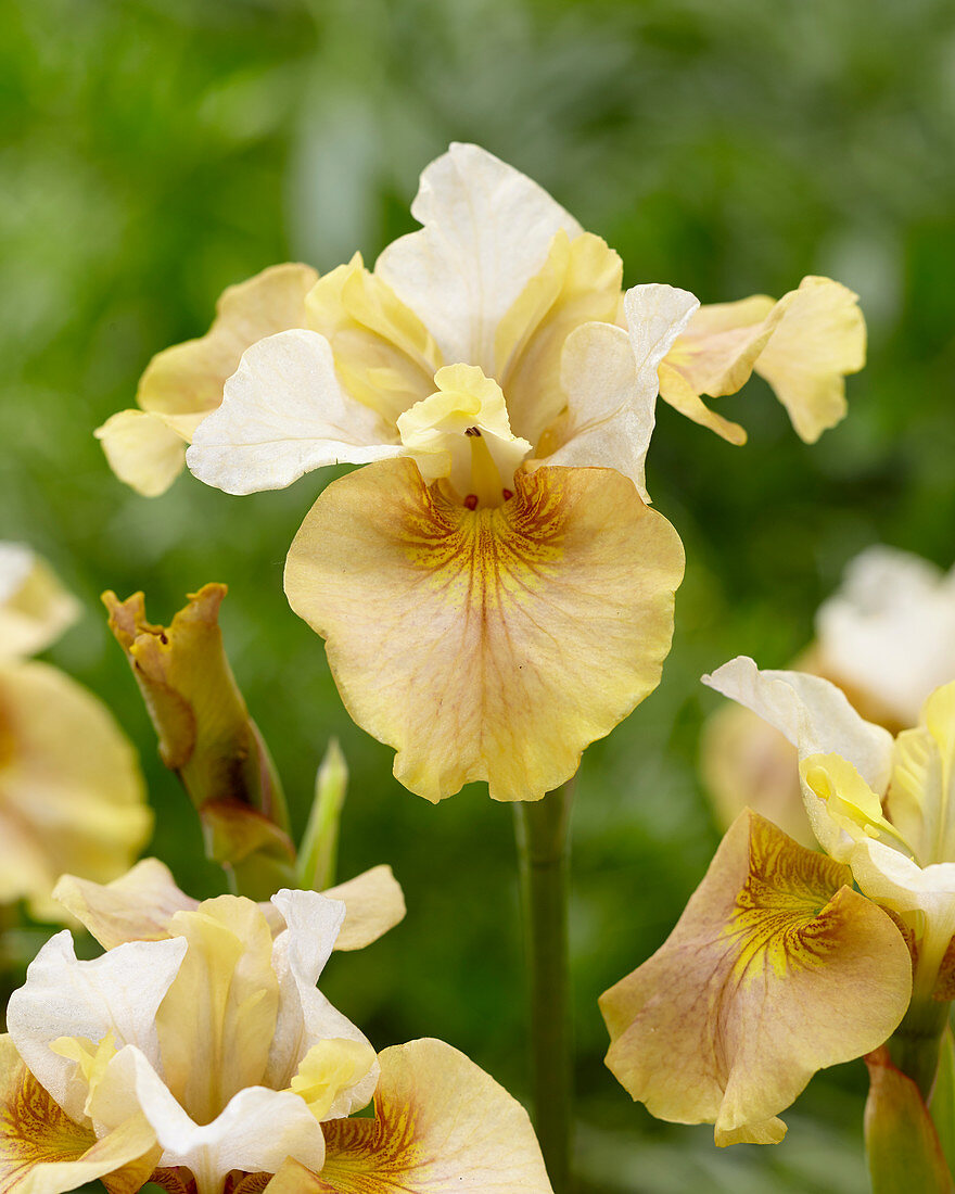 Iris sibirica White Amber