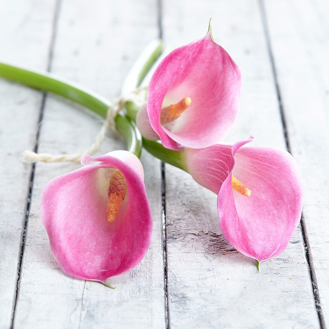 Zantedeschia 'Mi Amore' 'Forever'