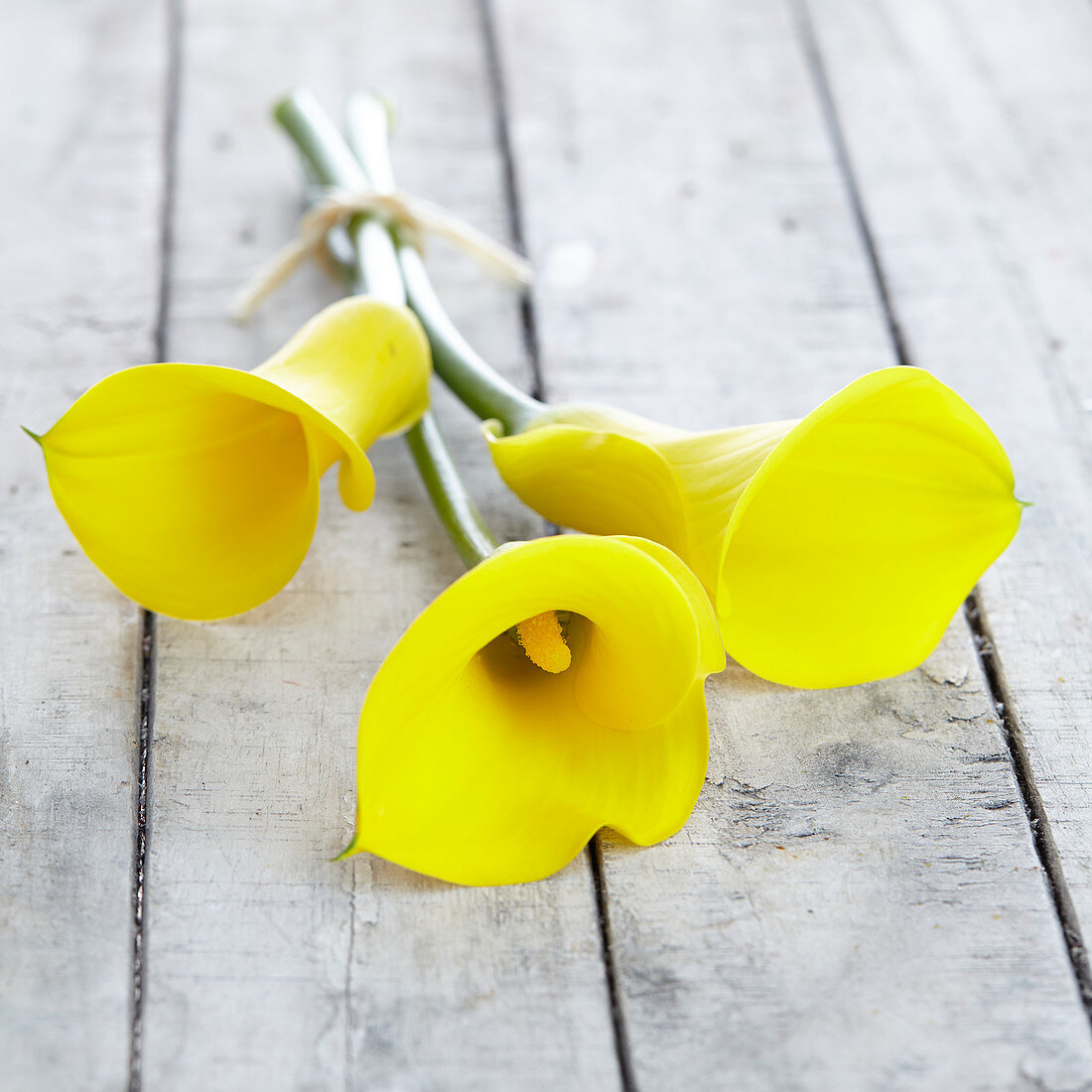 Zantedeschia 'Long Beach'