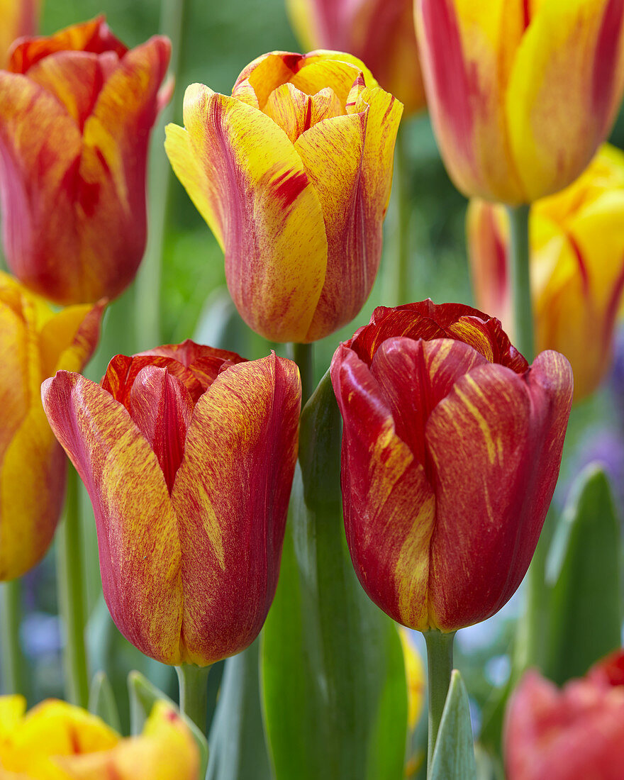 Tulipa 'Harmony'