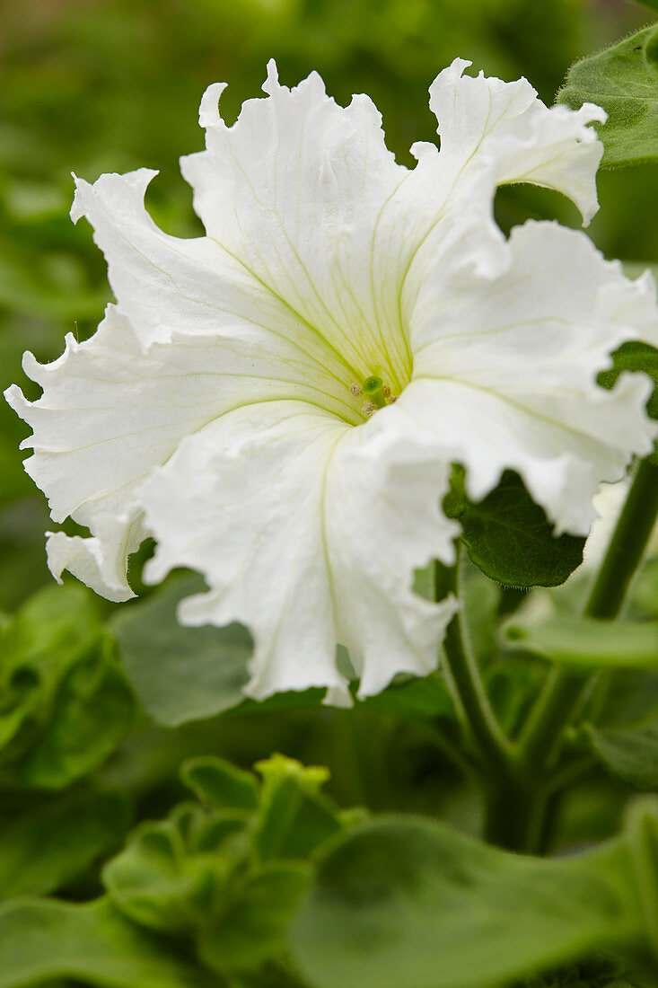 Petunia grandiflora 'Aphrodite White'