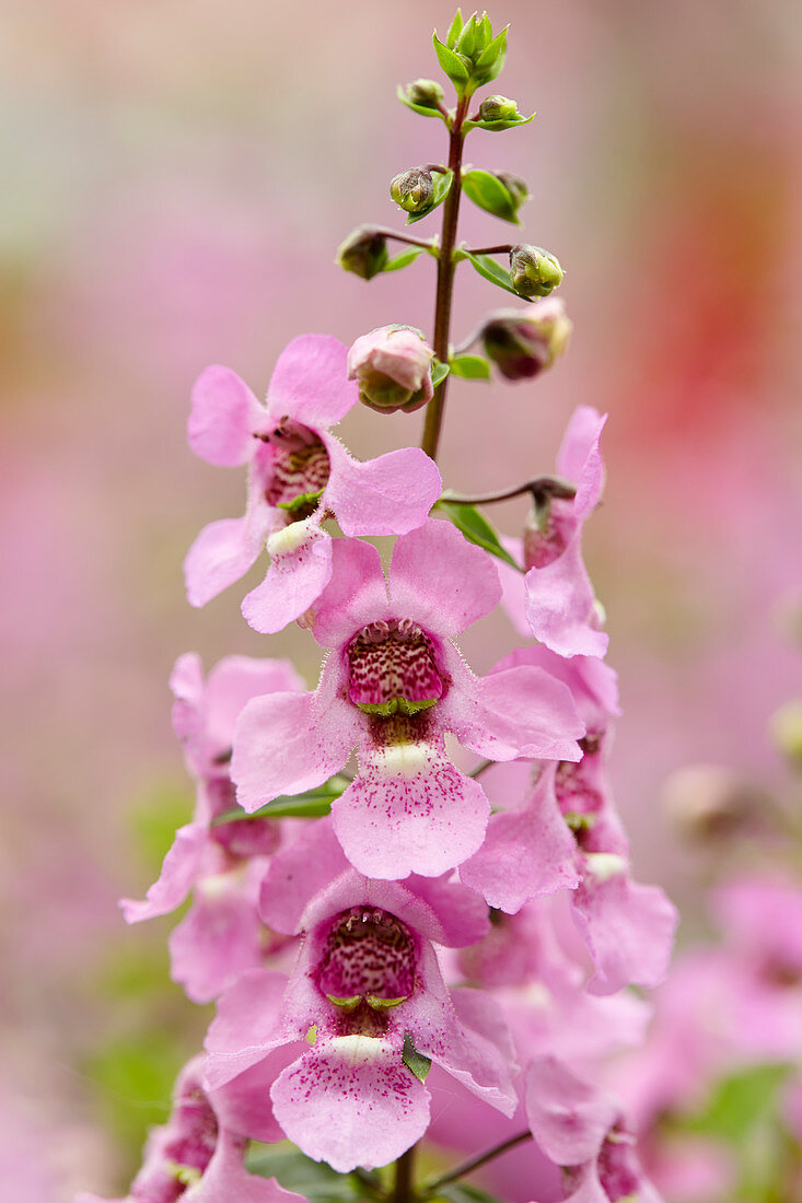 Angelonia angustifolia 'Serena Pink'