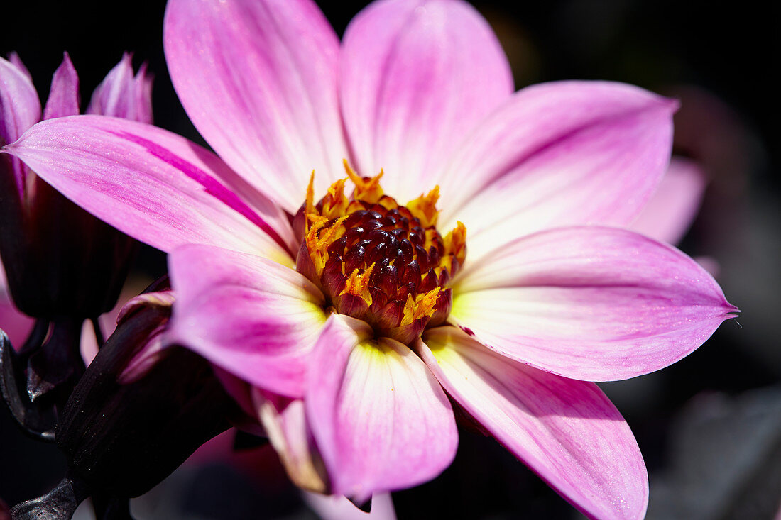 Dahlia Happy Days Pink (HDPI117) ®