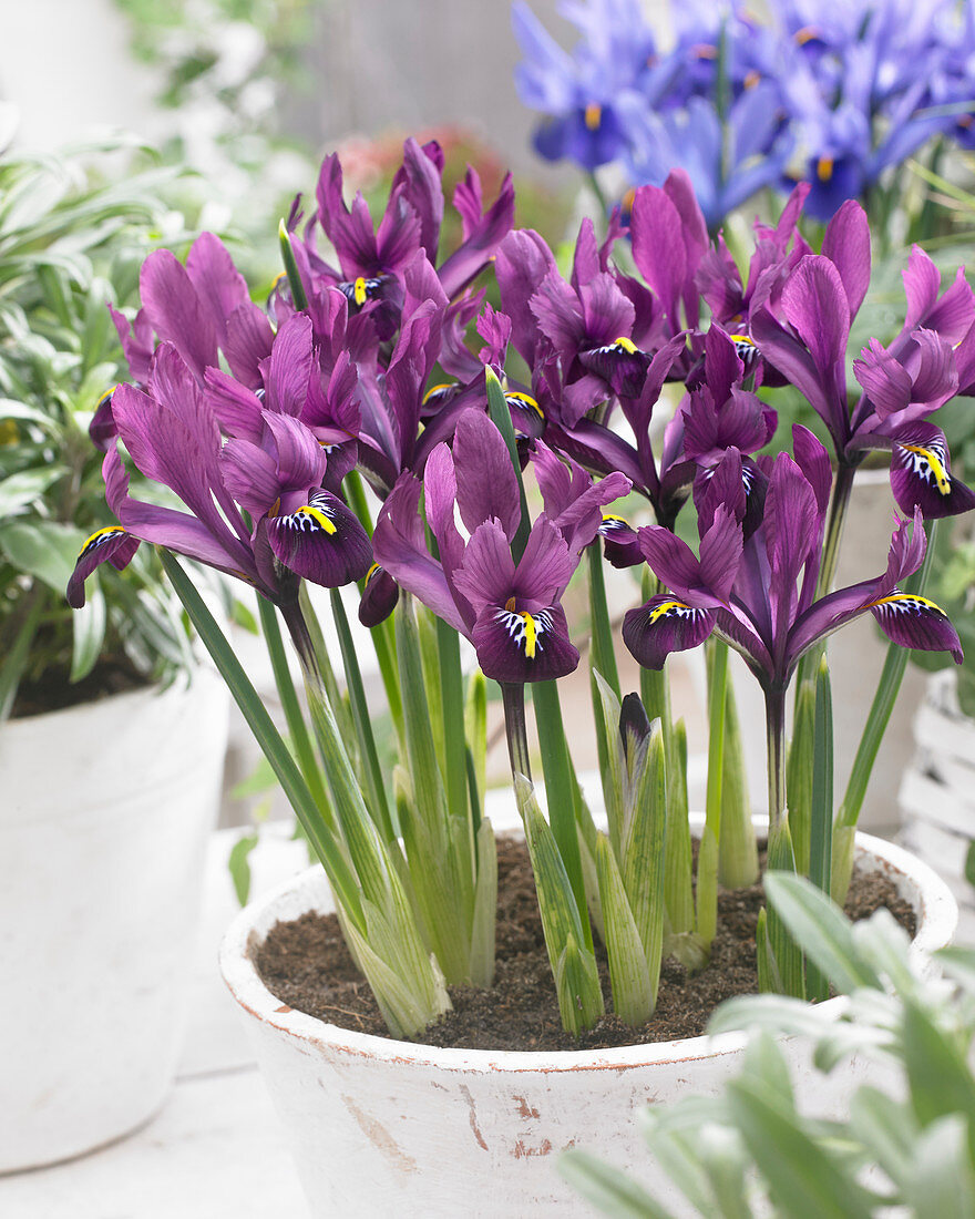 Iris reticulata purple