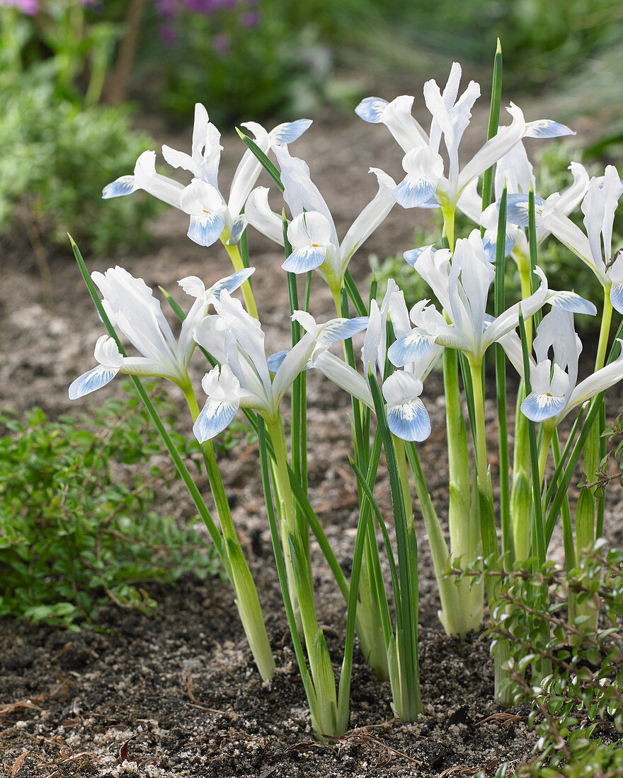 Iris Frozen Planet – Markeaton Garden Centre