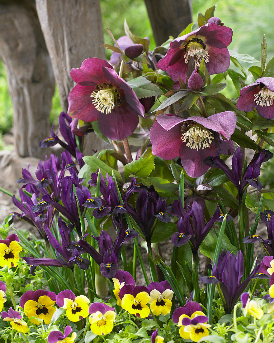 Iris reticulata Interstellar