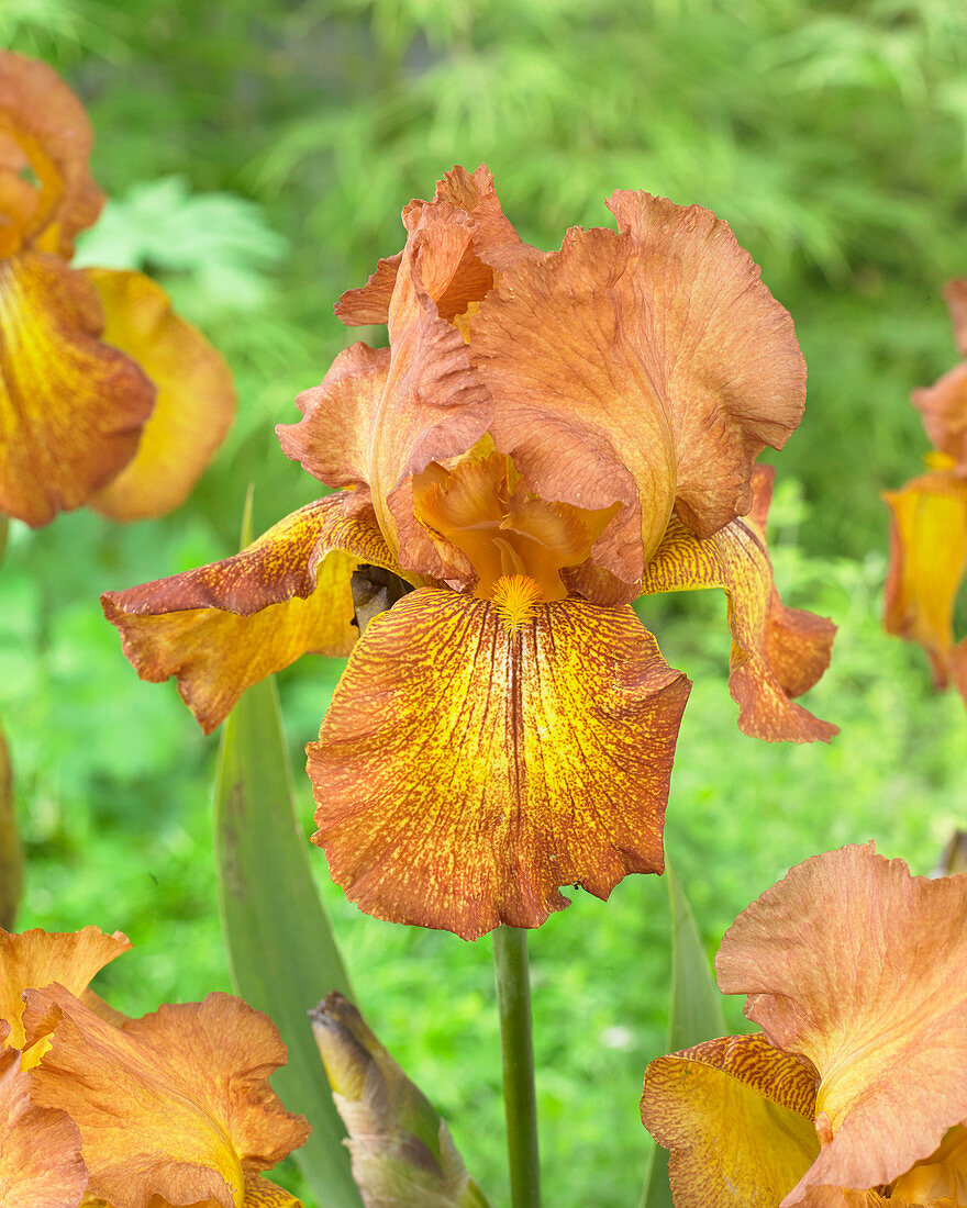 Iris germanica Autumn Echo