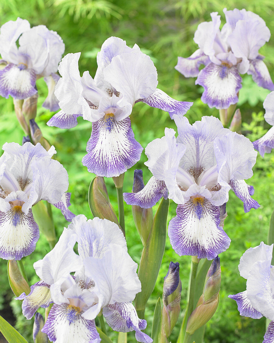 Iris germanica Mistigri