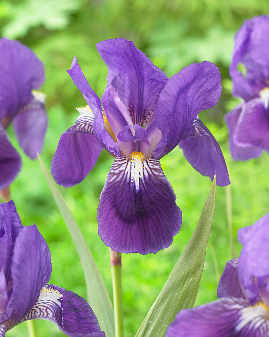 Iris germanica Kharput