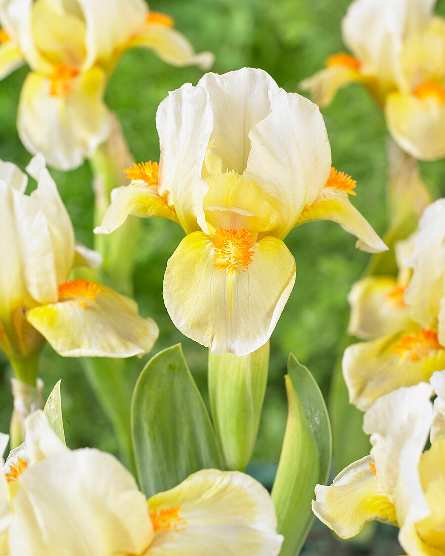 Iris pumila 'Pinch Me'