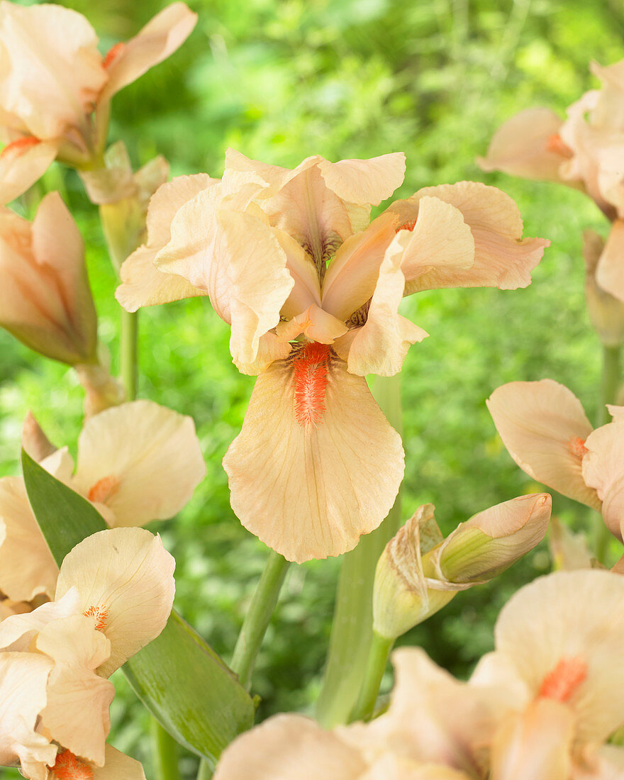 Iris germanica 'Apricot Silk'