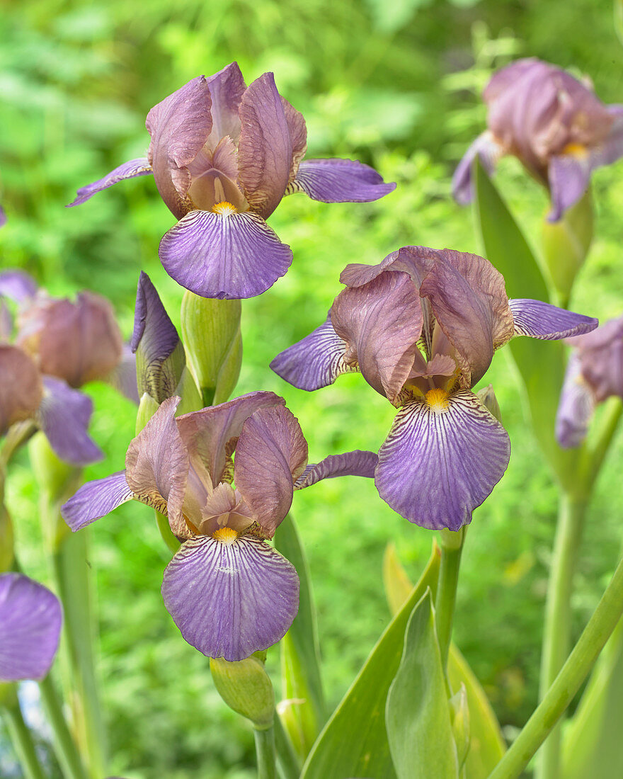 Iris pumila 'Bangles'
