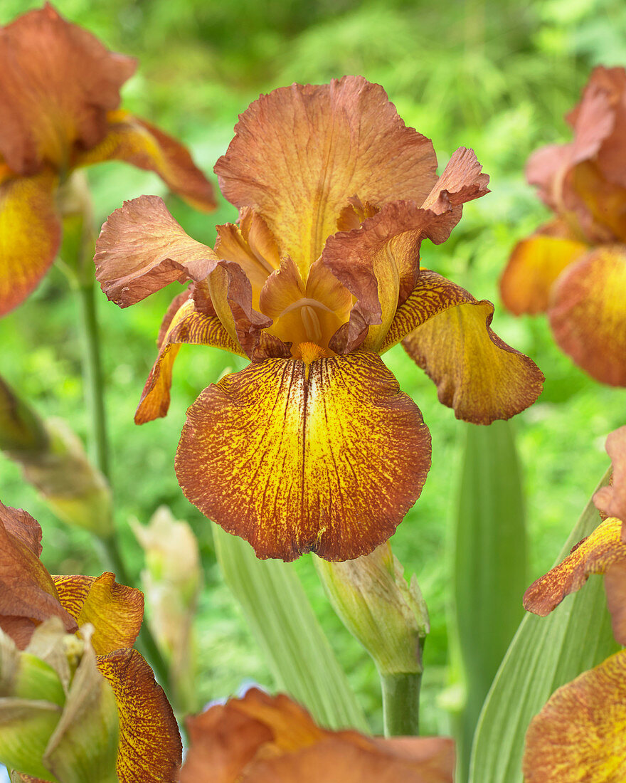 Iris Autumn Echo