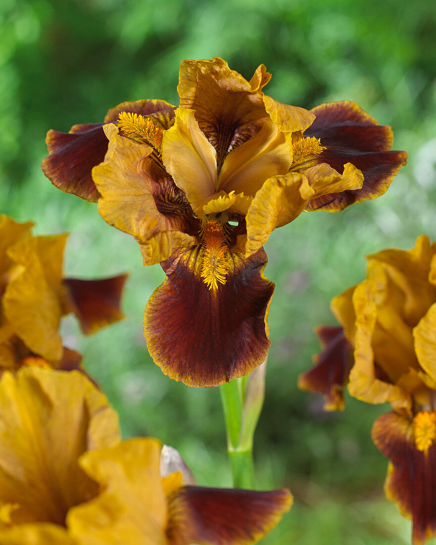 Iris germanica 'Maid Of Orange'