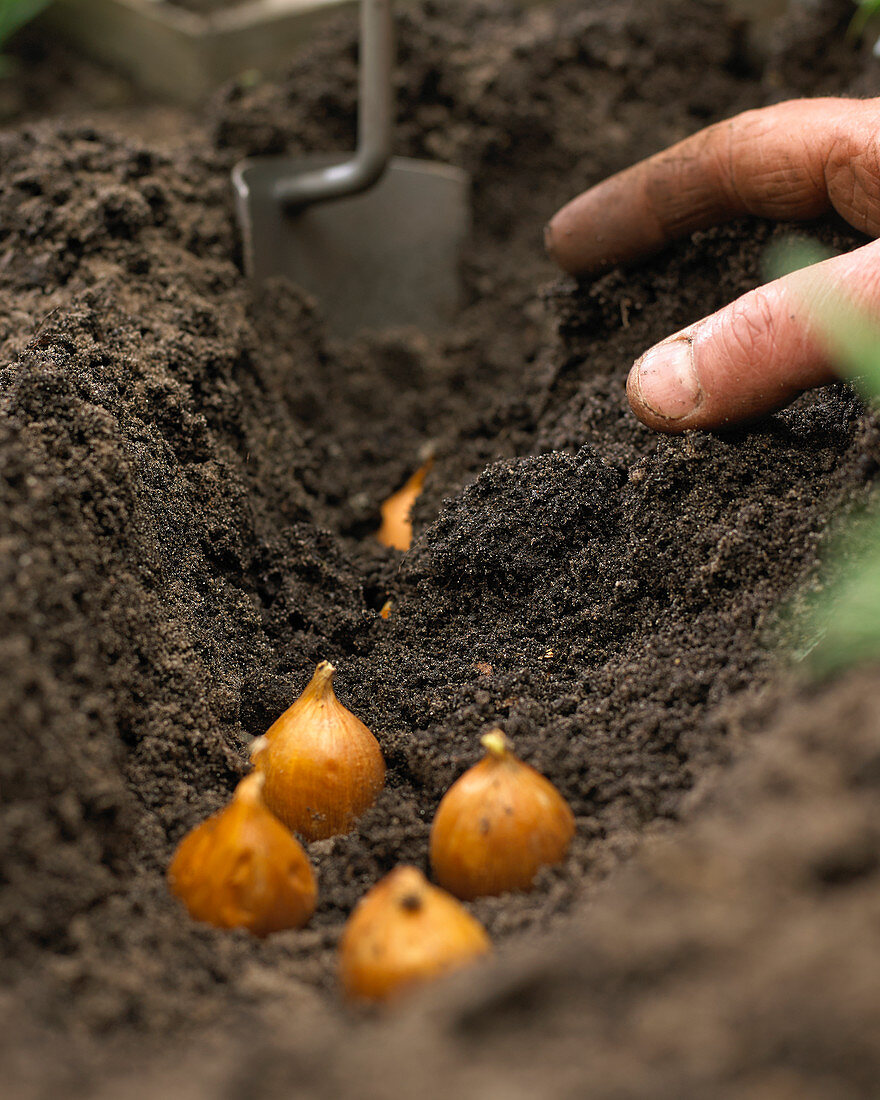 Planting summer bulbs, Iris hollandica Blue Magic