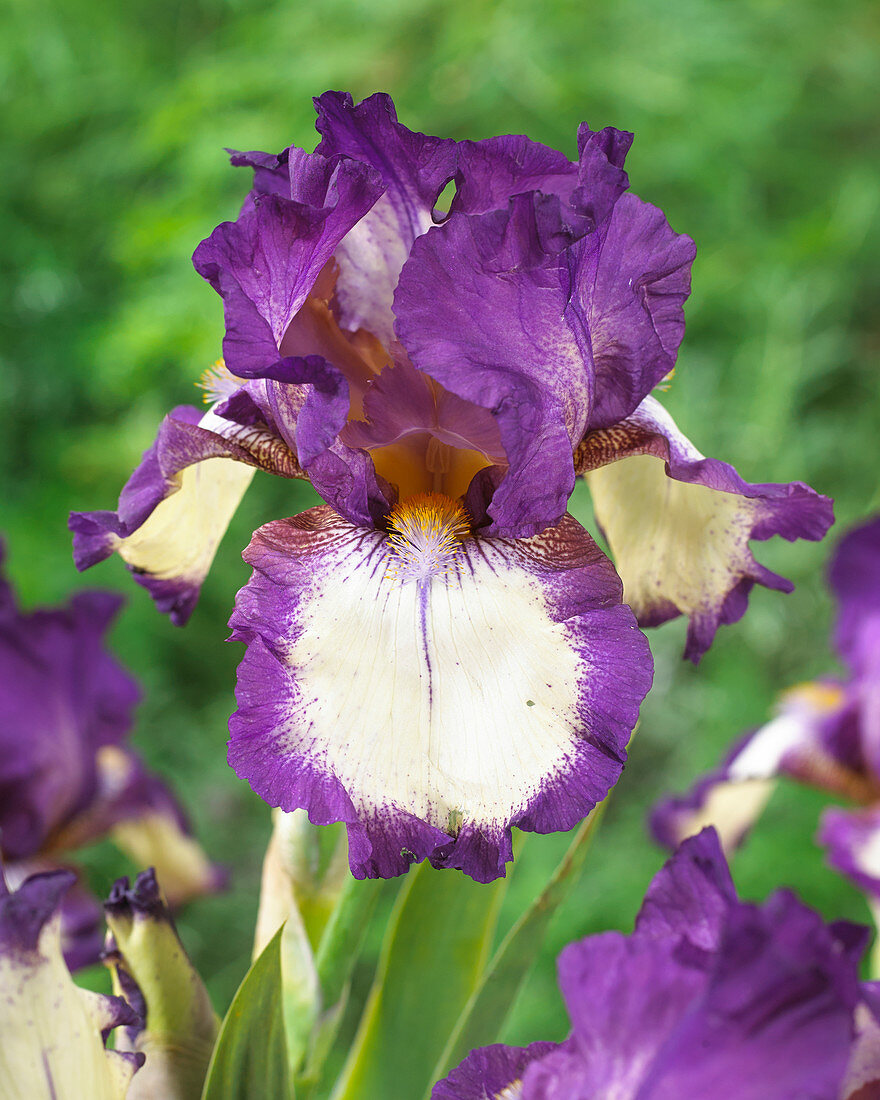 Iris germanica Garribaldi