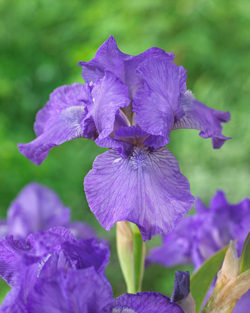 Iris germanica 'Good and True'