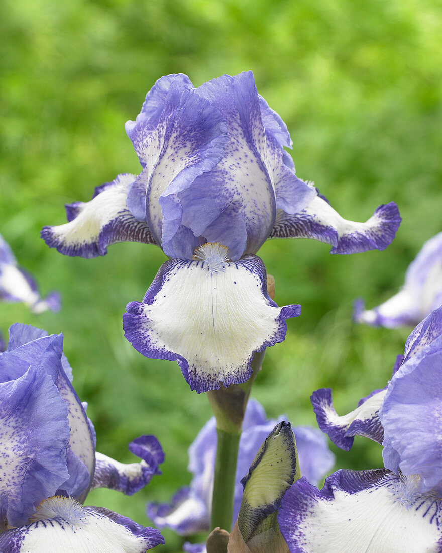 Iris germanica Chinkianq